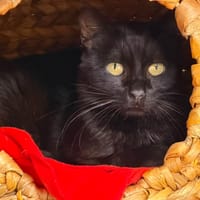 NOUGATI en SOS, chat à adopter