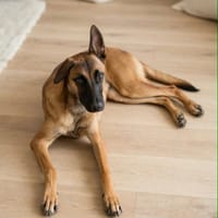 Ambre, une pierre précieuse, chienne à adopter