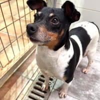 RAYISA, chienne à adopter