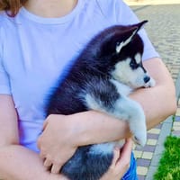 Charly chiot husky sibérien, chien à adopter