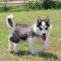 Lucie femelle husky sibérien àdopté, chienne à adopter