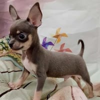 Nestor est un chihuahua, chien à adopter