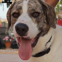 DUDLEY (Martina), chien à adopter
