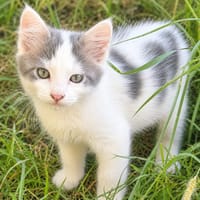Flocon, chat à adopter