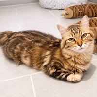 Fifi, chatte à adopter