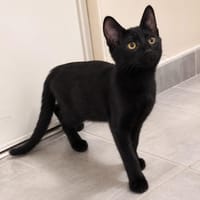 Orion, chat à adopter