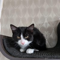 Watt, poezen ter adoptie
