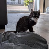 Ampère, poezen ter adoptie