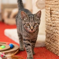 Jippie, poezen ter adoptie