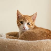 Vosje, katers ter adoptie