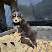 Eddy est un petit berger australien, chien à adopter