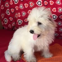 Bianca Bichon Frise, chienne à adopter