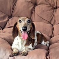 SHANYA sucht ein neues Zuhause!, Hündin zur Adoption