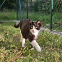 CLYDE - geb. ca. 15.07.2024, Kater zur Adoption