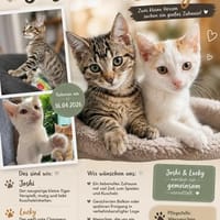 Joshi & Lucky  gemeinsam ins Für-immer-Zuhause, Kater zur Adoption