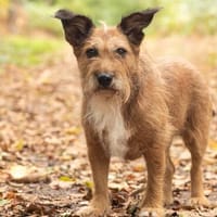Lustige Terrier-Mix Hündin Julie wartet in 47445 Moers., Hündin zur Adoption