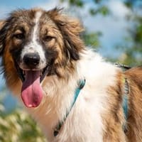 Bandon sucht sein großes Glück, Hund zur Adoption