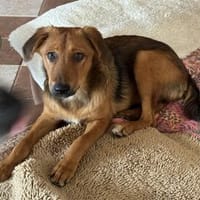Chili - wartet in 53332 Bornheim, Hündin zur Adoption