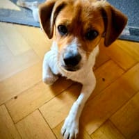 Dudley ist der Knaller, Hund zur Adoption