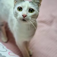 Junger verschmuster Kater LOKI sucht Sofa, Kater zur Adoption
