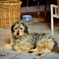 Wilma auf Jobsuche, Hündin zur Adoption
