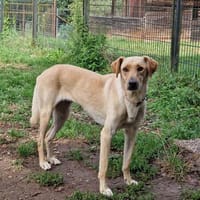 Mia sucht ein Zuhause, Hündin zur Adoption