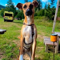 Soziale GINA liebt die Menschen ♥PLZ 64807, Hündin zur Adoption