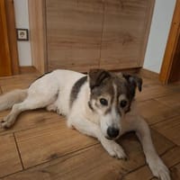 Hulk  ruhiger, lieber Begleiter möchte endlich ankommen, Hund zur Adoption
