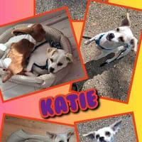 kleine sehr liebe Katie auf PS in 90562, Hündin zur Adoption