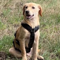 Jungspund Shadow möchte und muss auch noch viel lernen, Hund zur Adoption
