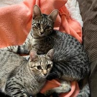 Dina u. Daisy suchen liebevolle Dosenöffner, Katze zur Adoption