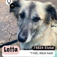 Verschmuste LOTTA sucht neues Zuhause, Hündin zur Adoption