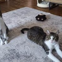 Die Brüder Tito und Toto Fiv+, unser DreamTeam, Kater zur Adoption