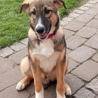 Divo ist ein lieber, süßer Kerl, Hund zur Adoption