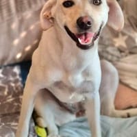 Malibu - sucht geduldige Menschen, Hündin zur Adoption