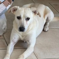 Mayla - liebenswerte Labrador-Mix- Hündin sucht ihr Zuhause, Hündin zur Adoption