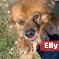 Elly sucht dringend ihre eigene Familie, Hündin zur Adoption