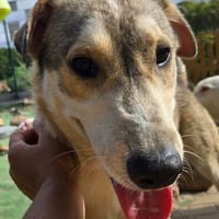 Freundlicher Loki sucht Zuhause, Hund zur Adoption