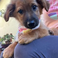 Hope SR  fröhlich, neugierig und verspielt, Hündin zur Adoption