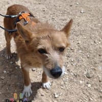 Bente auf Pflegestelle, Hündin zur Adoption