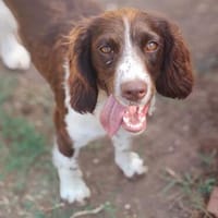 Alma 💛💛💛 liebenswerte Hündin, Hündin zur Adoption