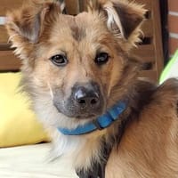 Selbstsicherer Zwerg auf der Suche nach seinen Menschen, Hund zur Adoption