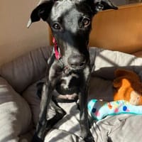 Jill ein kleiner Engel sucht sein Zuhause, Hündin zur Adoption