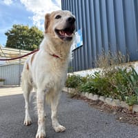 FILOU, chien à adopter