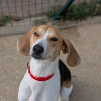 MILO, chien à adopter