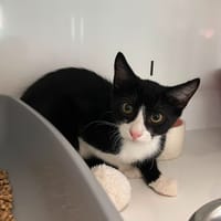 Tac, chat à adopter