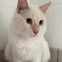Sonic (En cours d'adoption), chat à adopter