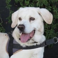 ATOS, chien à adopter