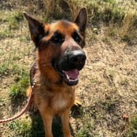 MAX, chien à adopter