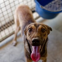 Guizmo, chien à adopter